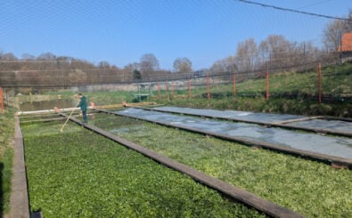 Die Kombinantion von kanalisiertem, fliessendem Quellwasser und Stegen nennt sich Klinge. Foto: Heike Sicconi