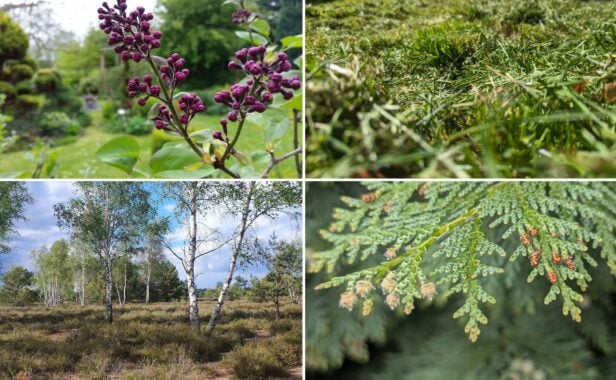 Flieder, Rasenschnitt, Birke oder Thuja: Viele reagieren darauf allergisch. Fotos: Heike Sicconi