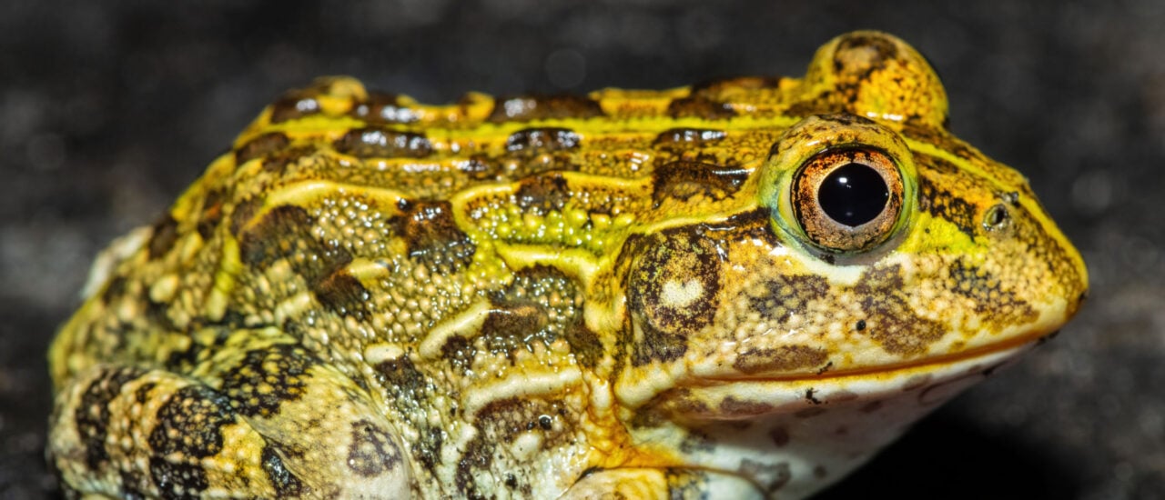 Tag der Artenvielfalt: Die bedrohte Biodiversität