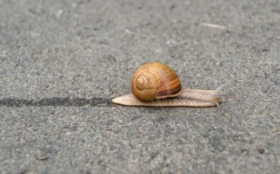 Foto: OLEG525 | shutterstock