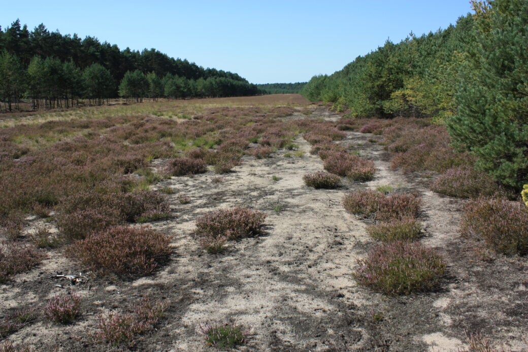 Die Wirler Spitze bei Ziemendorf ist ein besonderer Natur- und Erinnerungsort am Grünen Band in Sachsen-Anhalt. Foto: Archiv BUND