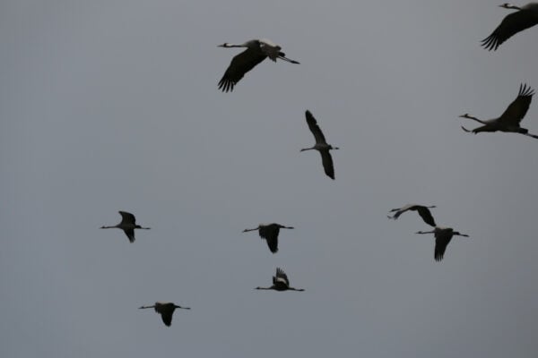Kraniche im Flug. Foto: Derk Schneider, Biosphärenreservat Mittelelbe.