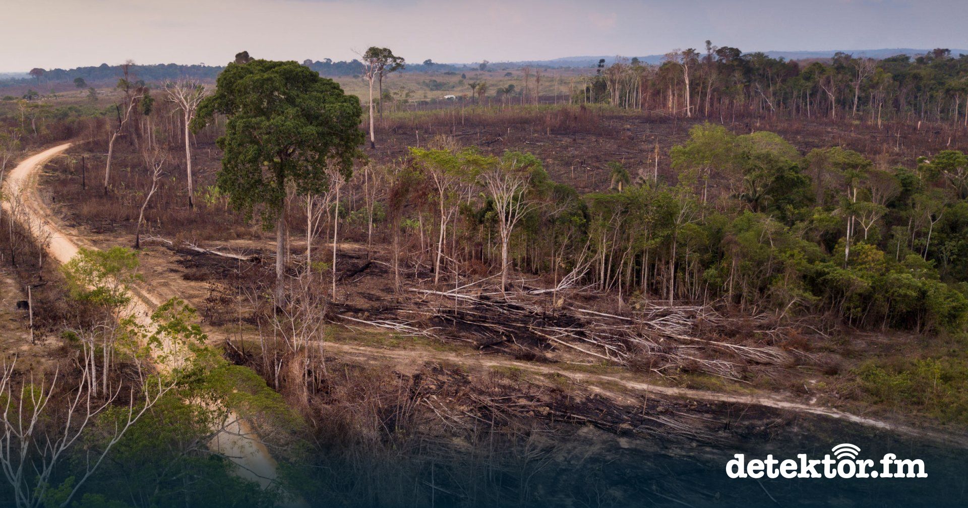 Podcast Spektrum |  Hutan hujan – Ini adalah bagaimana penggundulan hutan mempengaruhi Amazon